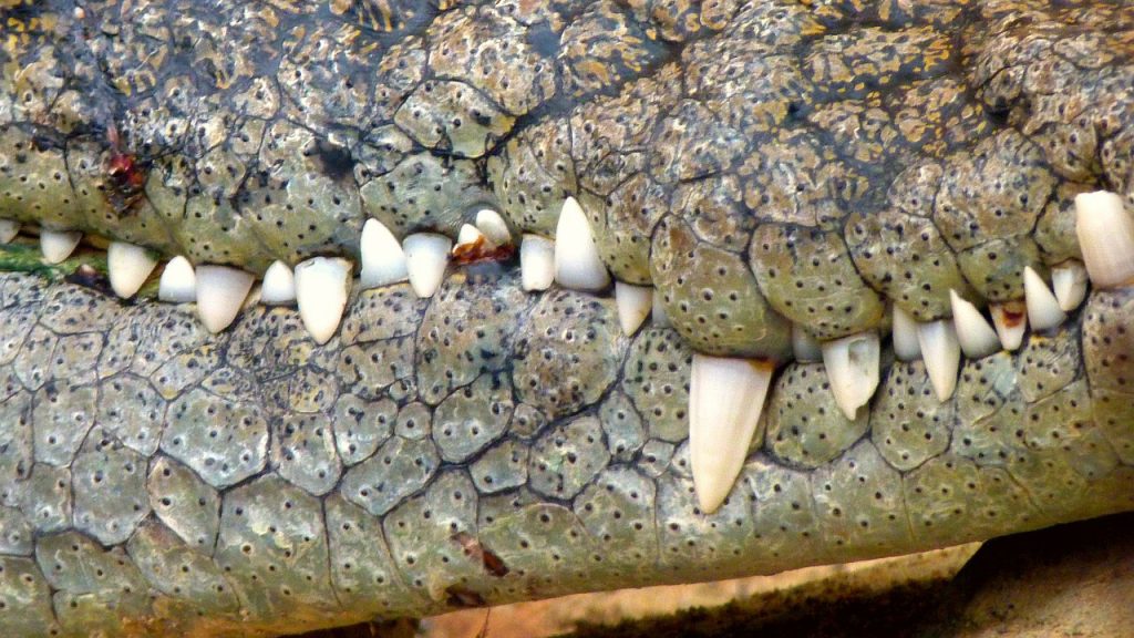 Different-Shades-of-Green-Crocodile