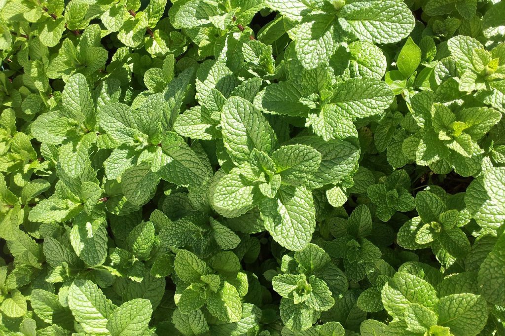 Different-Shades-of-Green-Mint