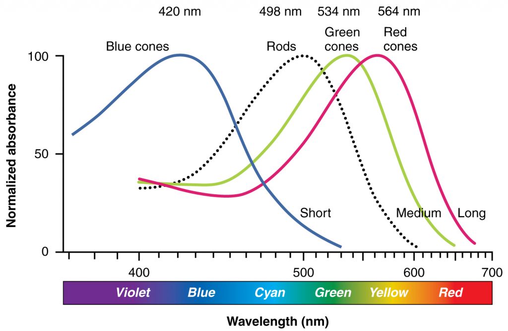 Humans Receive and Perceive Colour