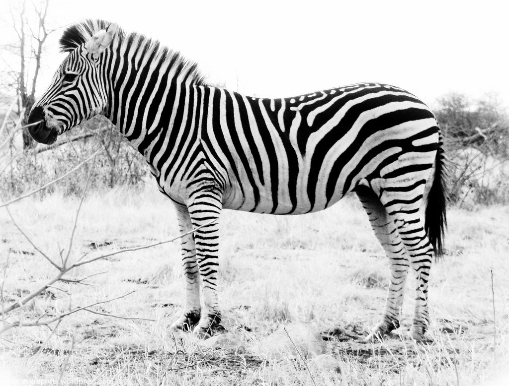 Humans Receive and Perceive Colour