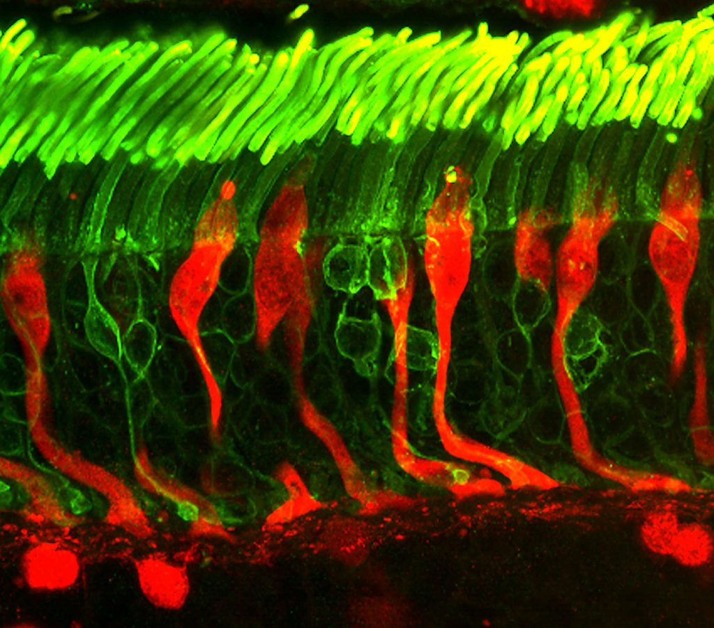 Humans Receive and Perceive Colour