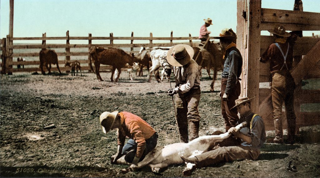 Logo history - Colorado - Branding Calves c. 1900